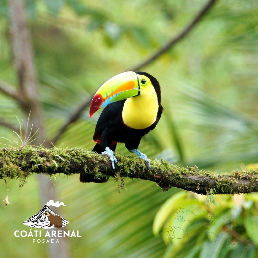 Coati Del Arenal Posada La Fortuna 외부 사진